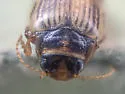 Oreodytes alaskanus - photo 5
