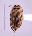 Oreodytes humboldtensis