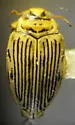 Oreodytes laevis