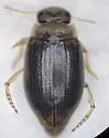 Oreodytes laevis - photo 2