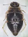 Oreodytes laevis - photo 3