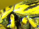 Oreodytes scitulus - photo 2
