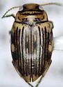 Oreodytes scitulus - photo 4