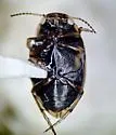 Oreodytes scitulus - photo 5