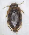 Oreodytes snoqualmie - photo 3