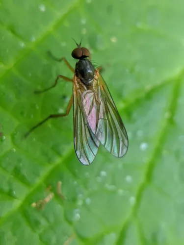 Oreogetonidae - Oreogetonidae