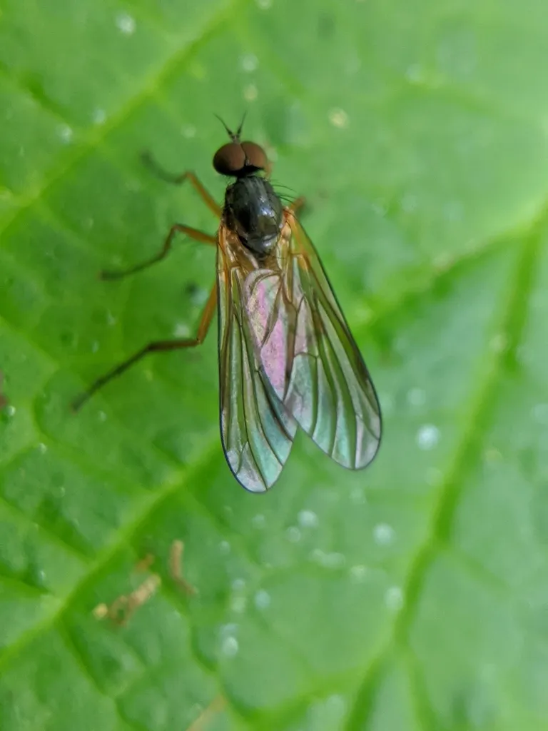 Oreogetonidae - photo 3