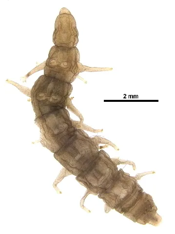 Oreoleptis torrenticola