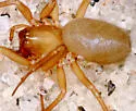 Oreonetides vaginatus - photo 2