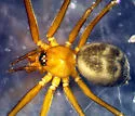 Oreophantes recurvatus - photo 2