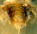 Oreophantes recurvatus - photo 3