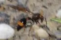 Oreumenes decoratus - photo 3