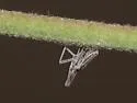 Orgamara acuta