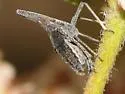 Orgamara acuta - photo 3