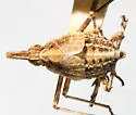 Orgamara argentia - photo 2