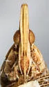 Orgamara argentia - photo 3