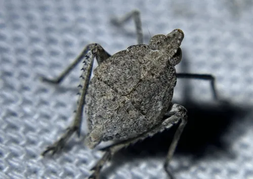 Orgerius concordus