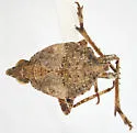 Orgerius disgregus - photo 2