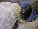 Box-elder Tussock Moth - Hodges#8315