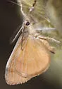 Box-elder Tussock Moth - Hodges#8315 - photo 2