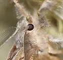 Box-elder Tussock Moth - Hodges#8315 - photo 3