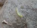 Box-elder Tussock Moth - Hodges#8315 - photo 4