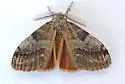 Box-elder Tussock Moth - Hodges#8315 - photo 5