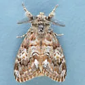 Orgyia magna - Hodges#8310