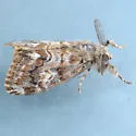 Orgyia magna - Hodges#8310 - photo 2