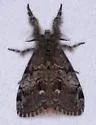 Orgyia magna - Hodges#8310 - photo 3