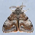 Orgyia magna - Hodges#8310 - photo 4