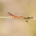 Douglas Fir Tussock - Hodges#8312 - photo 2