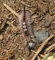 Western Tussock Moth - Hodges#8309 - photo 2