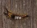 Western Tussock Moth - Hodges#8309 - photo 3