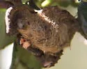 Western Tussock Moth - Hodges#8309 - photo 4