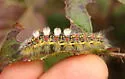 Western Tussock Moth - Hodges#8309 - photo 5