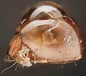 Oribotritia opipara