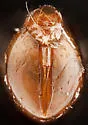 Oribotritia opipara - photo 2