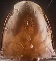 Oribotritia opipara - photo 5
