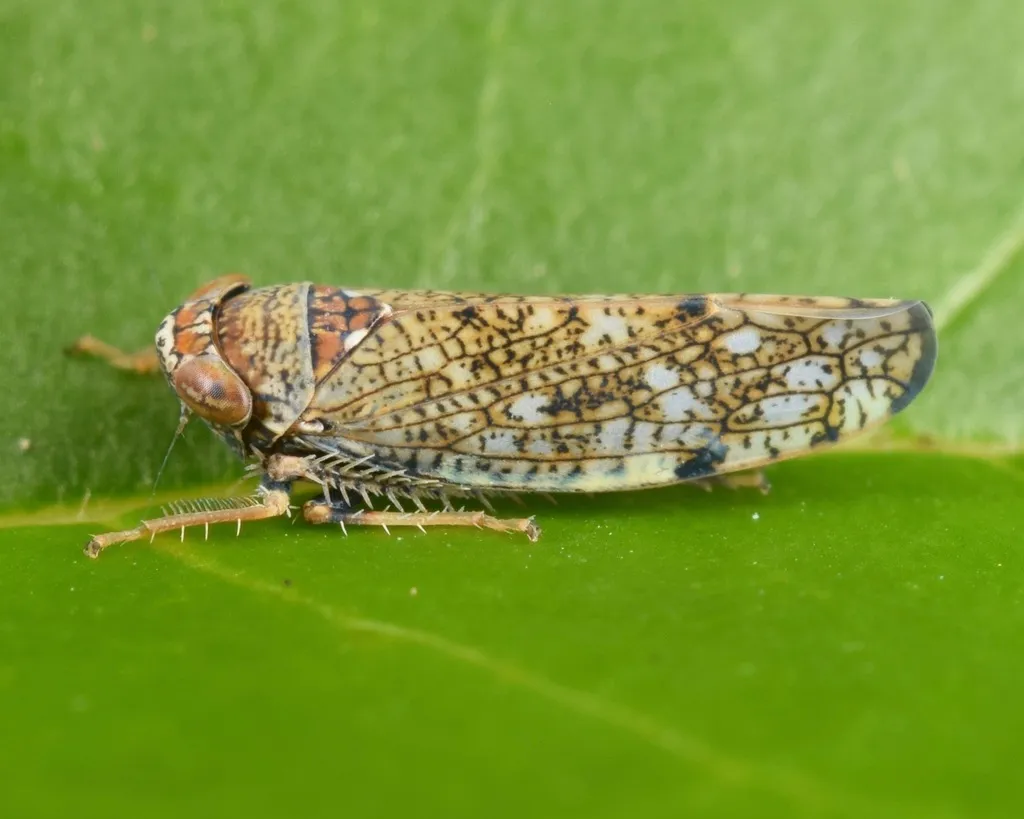 Japanese Leafhopper - photo 2