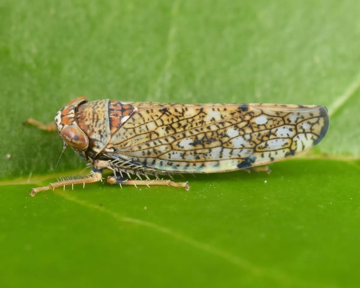 Japanese Leafhopper - photo 3