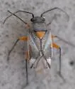 Origonema splendida