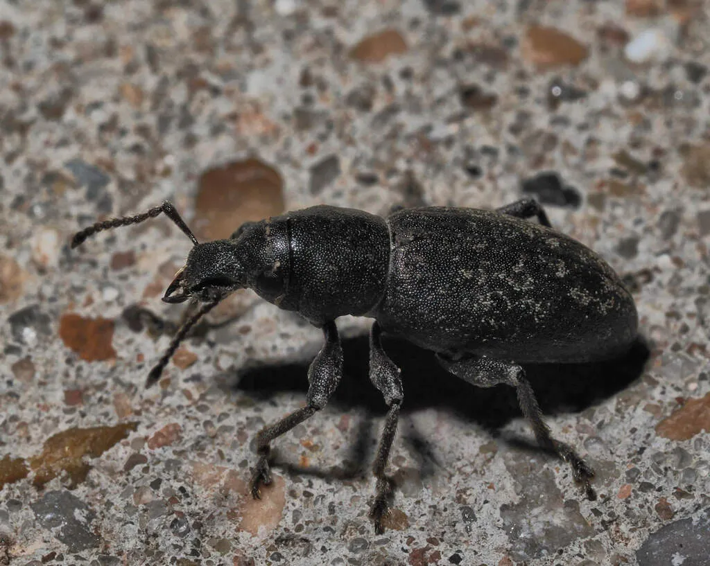 Orimodema protracta - photo 2