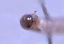 Orinisobates expressus - photo 5