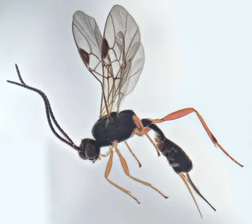 Orionis coxator - Orionis coxator