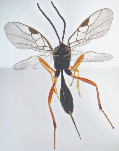 Orionis coxator - photo 2