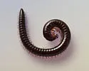 Oriulus venustus
