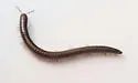 Oriulus venustus - photo 4