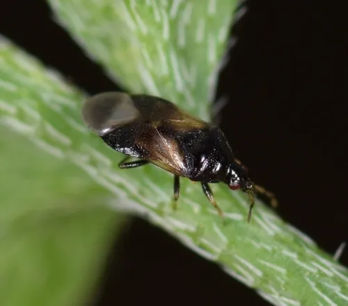 Orius laevigatus