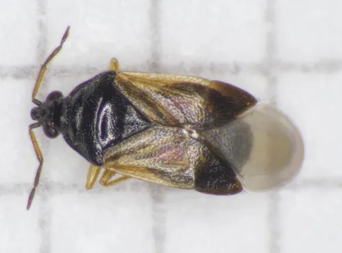 Orius laticollis